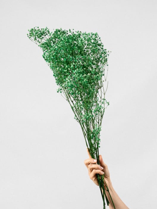 Ramillete Preservado de Paniculata Million Daisy verde
