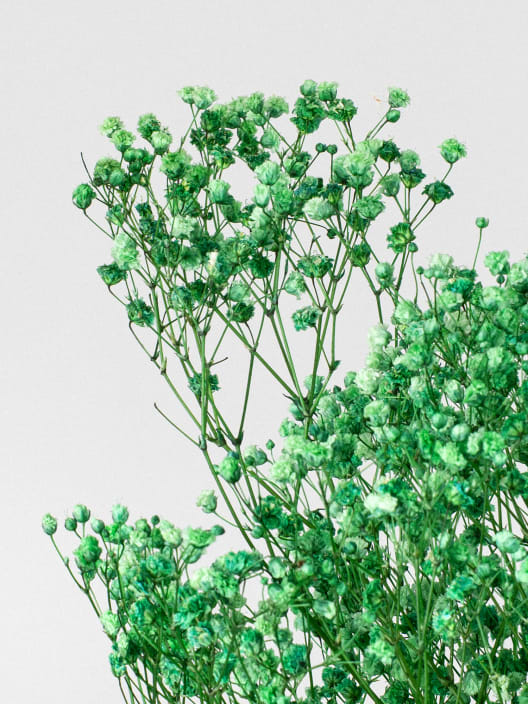 Ramillete Preservado de Paniculata Million Daisy verde