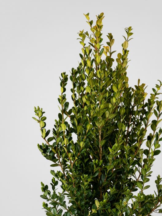 Boj arbusto (Buxus microphylla 'Faulkner')