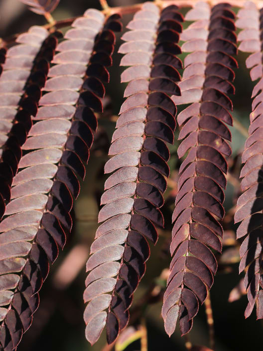 Albizia julibrissin ‘Summer Chocolate’