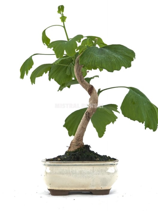 Bonsai Ginkgo biloba