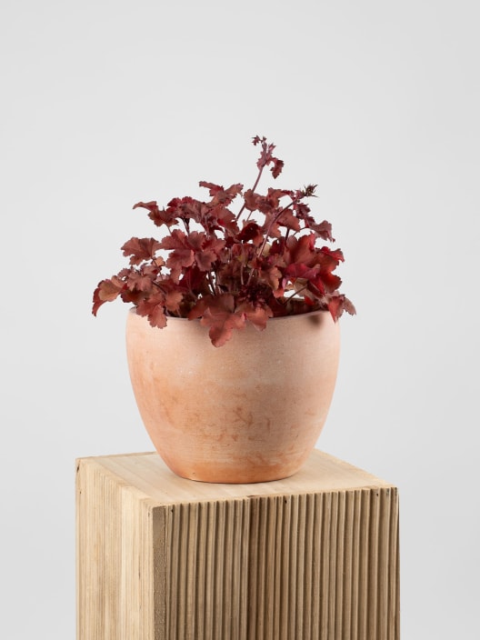 Heuchera 'Boysenberry'