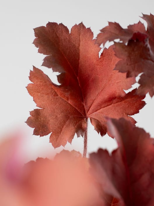 Heuchera 'Boysenberry'
