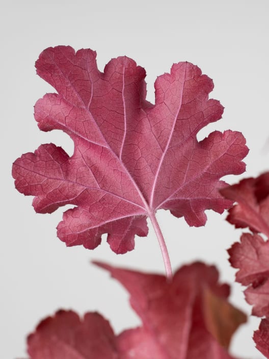 Heuchera 'Boysenberry'