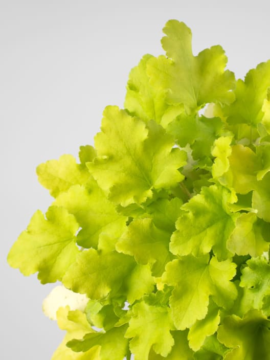Heuchera 'Lime Marmalade'