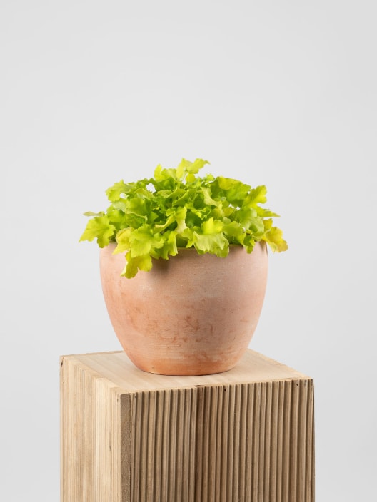 Heuchera 'Lime Marmalade'