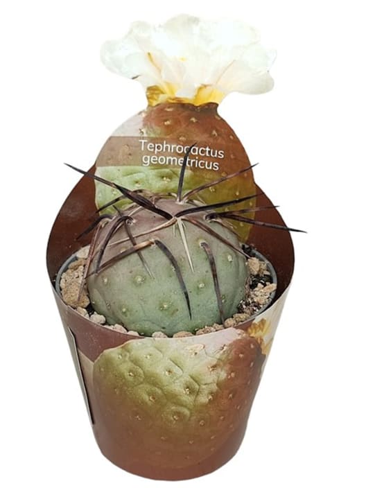 Tephrocactus geometricus
