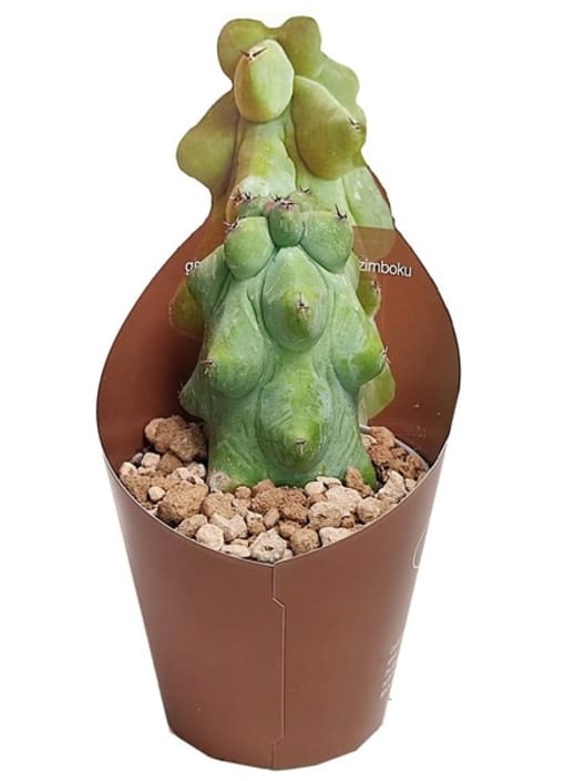 Myrtillocactus geometrizans