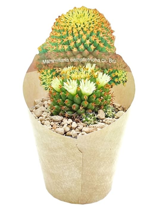 Mammillaria decipiens subsp. camptotricha 'Bru'