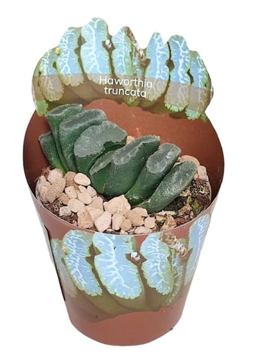 Haworthia truncata