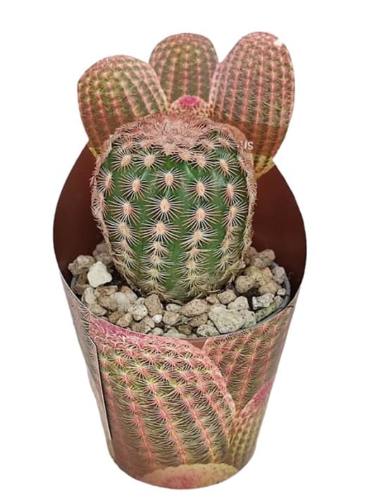 Echinocereus rigidissimus subsp. Rubispinus