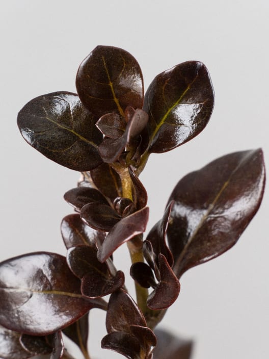 Coprosma 'Chocolate Soldier'