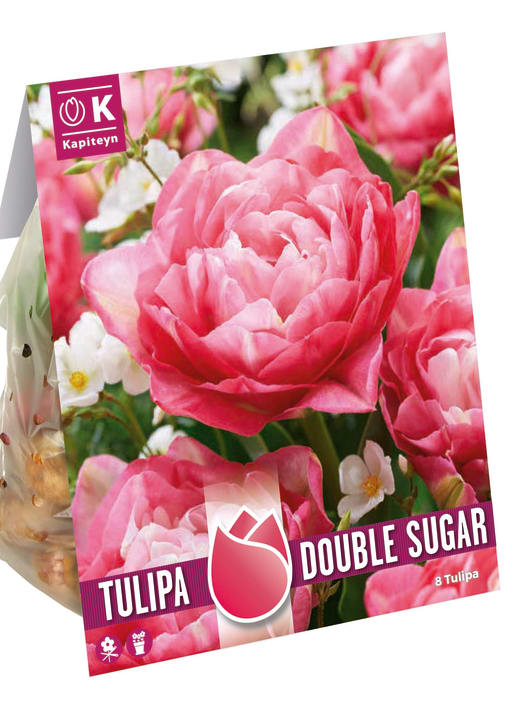 Bulbos de Tulipán 'Double Sugar'