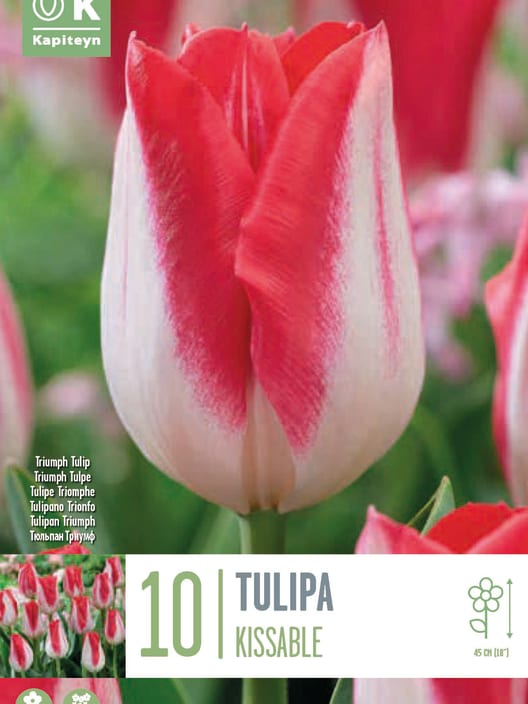 Bulbos de Tulipán 'Kissable'