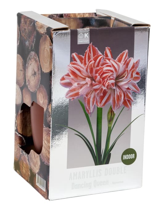 Bulbos de Amaryllis 'Double Dancing Queen'