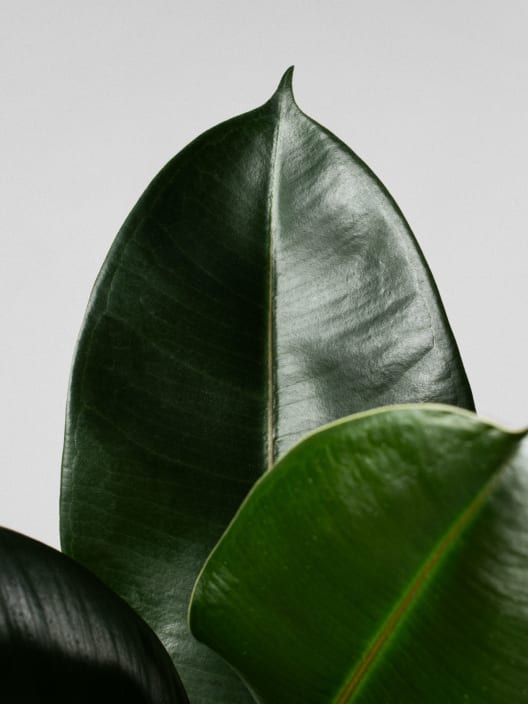 Ficus 'Robusta'