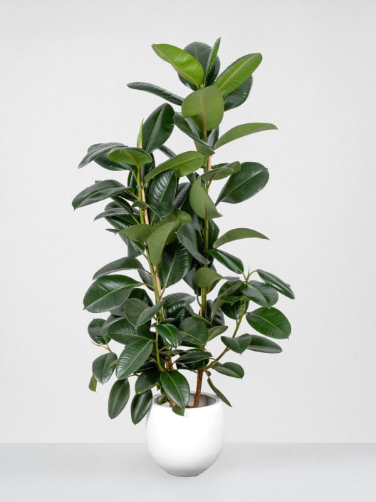 Ficus 'Robusta'