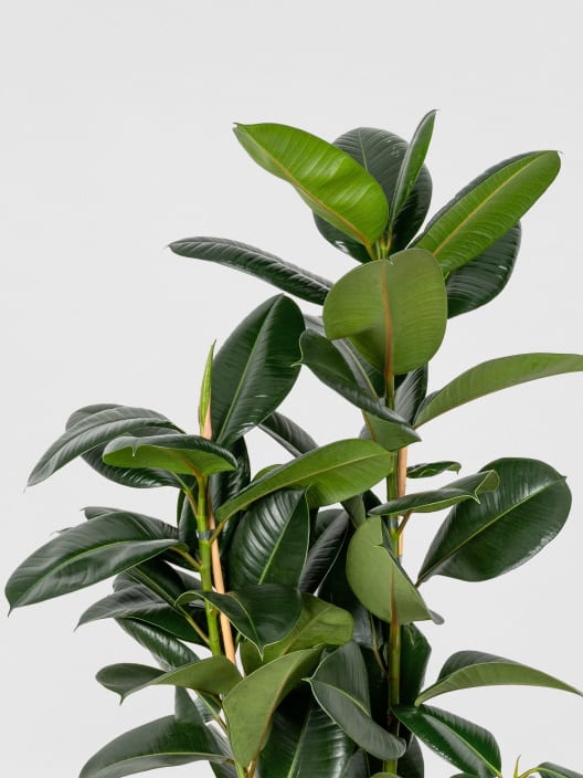 Ficus 'Robusta'