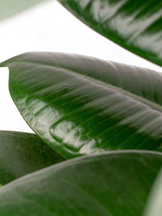 Ficus 'Robusta'