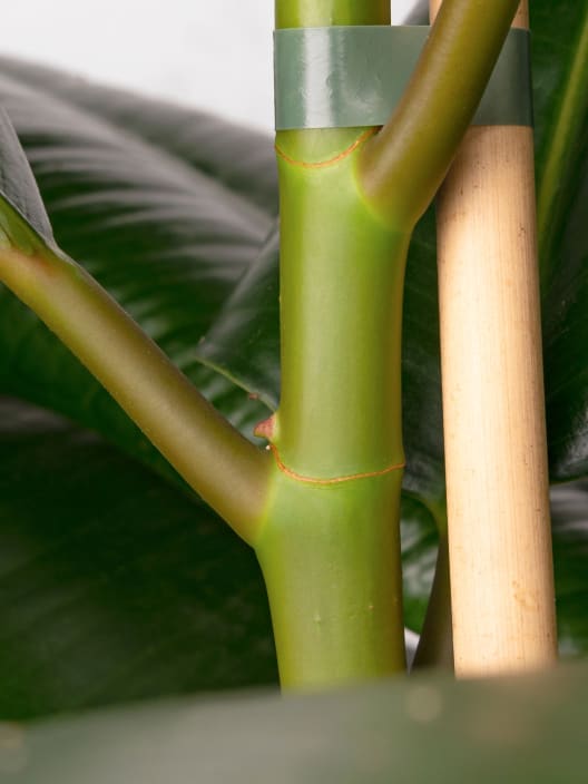 Ficus 'Robusta'