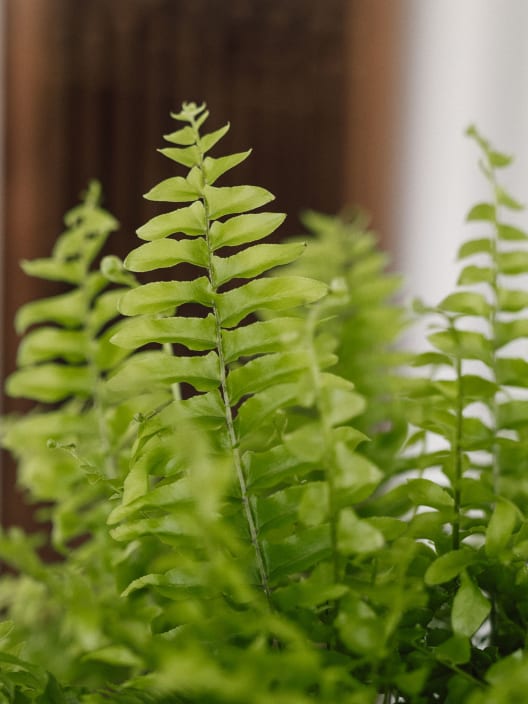 Helecho Nephrolepis exaltata 'Boston'