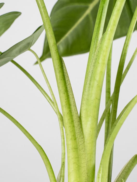 Alocasia micholitziana 'Frydek'