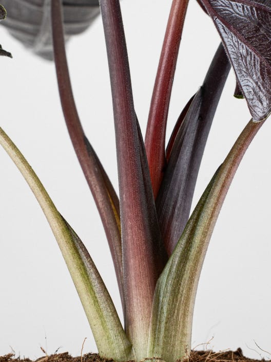 Alocasia 'Antoro Velvet'