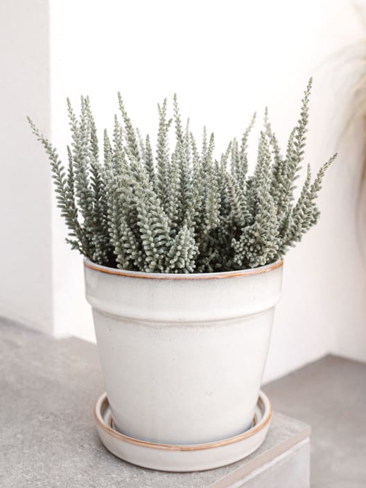 Calluna 'Fluffy' (Brezo de otoño)