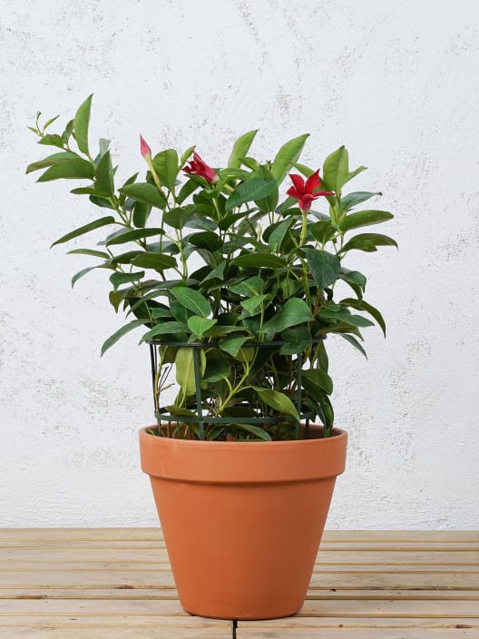 Dipladenia Mandevilla (arbustiva)
