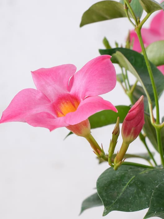 Dipladenia Mandevilla (arbustiva)