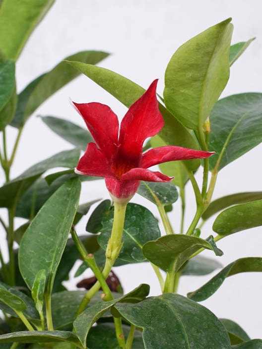 Dipladenia Mandevilla (arbustiva)