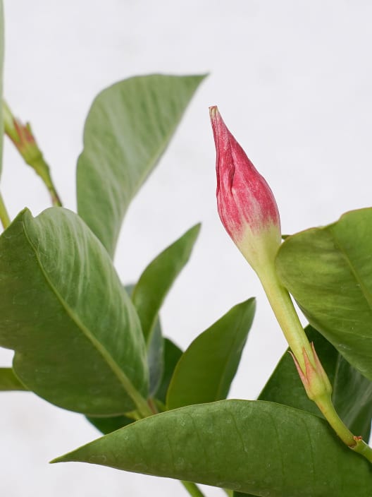 Dipladenia Mandevilla (arbustiva)