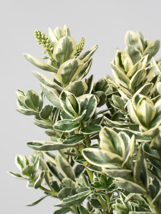 Hebe Addenda® 'Classica Katrina'