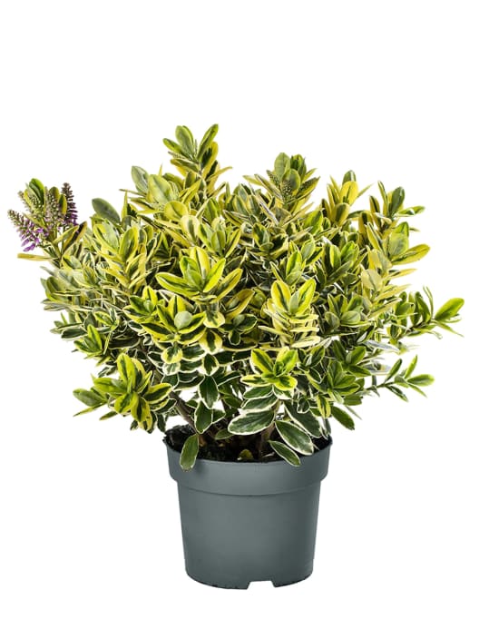 Hebe Addenda® 'Classica Katrina'