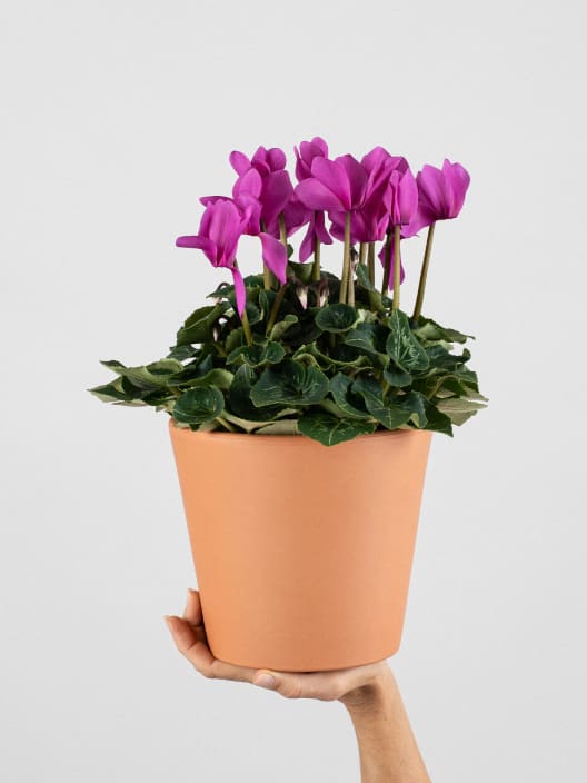 Cyclamen 'Super Serie XL' fucsia
