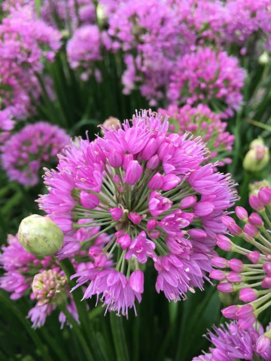 Allium 'Millennium'