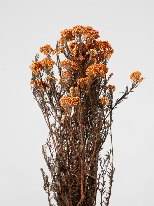 Ramillete Preservado de Flor de Arroz naranja