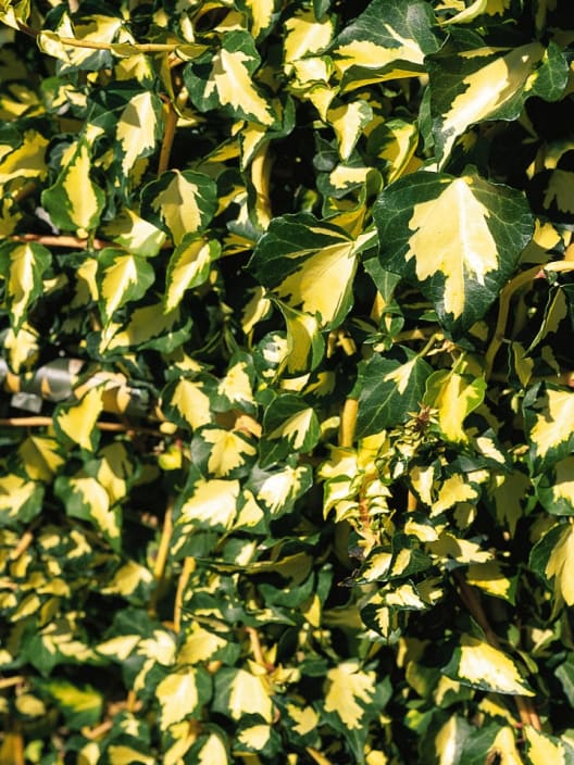 Hiedra "Goldheart" (hedera helix)
