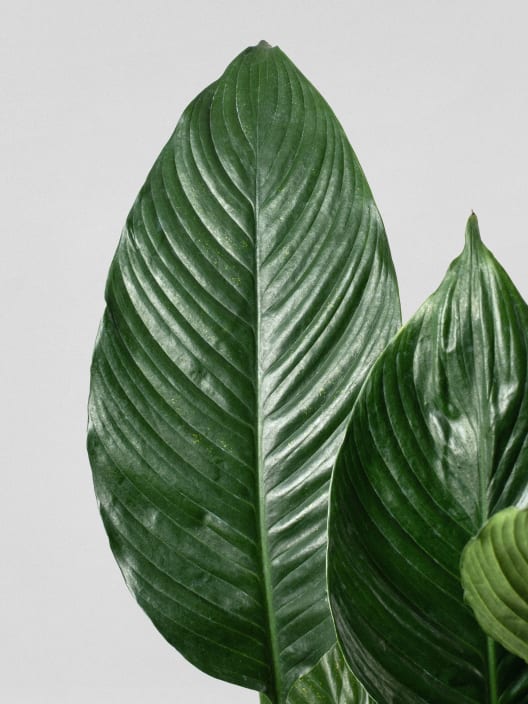 Spathiphyllum 'Sweet Sebastiano' (Espatifilo)