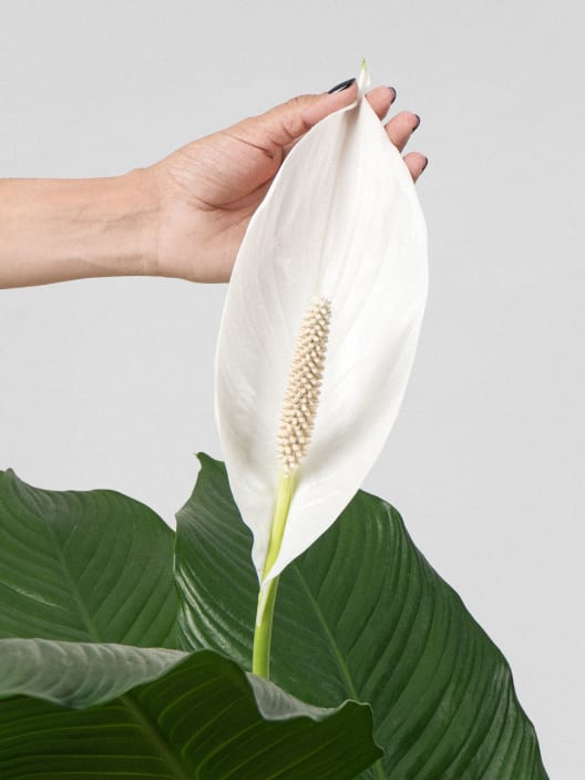 Spathiphyllum 'Sweet Sebastiano' (Espatifilo)