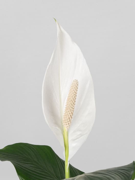 Spathiphyllum 'Sweet Sebastiano' (Espatifilo)