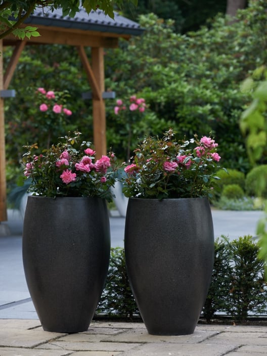 Rosal Sophie Luise®