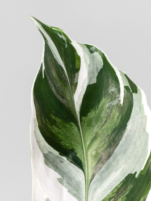 Calathea lietzei 'Fusion White'