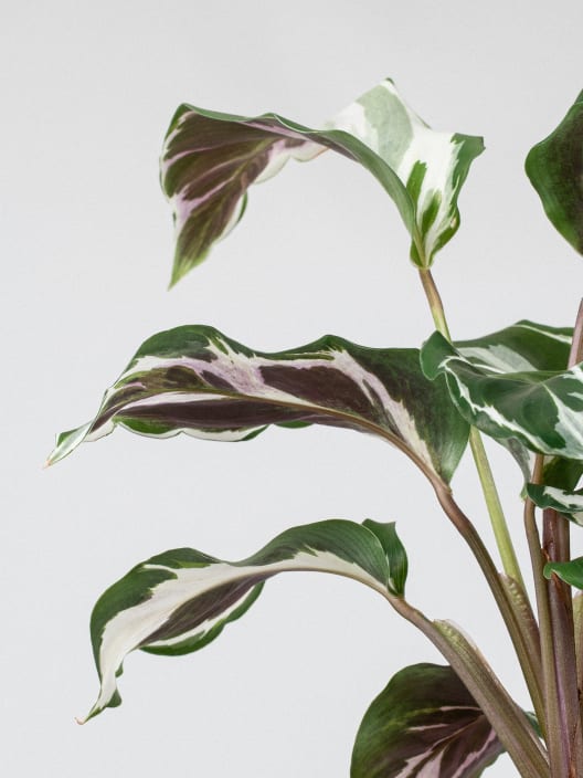 Calathea lietzei 'Fusion White'