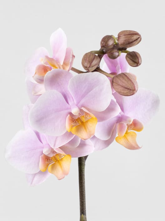 Orquídea Kolibri Angel Eyes con maceta