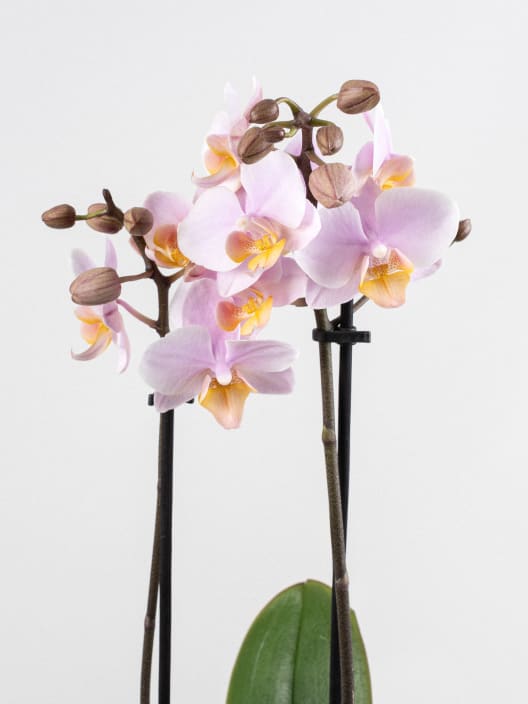 Orquídea Kolibri Angel Eyes con maceta