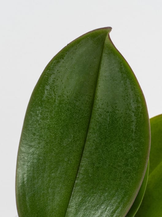 Orquídea Kolibri Angel Eyes con maceta