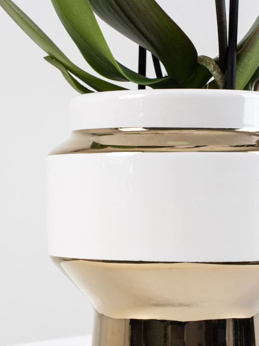 Orquídea Kolibri Angel Eyes con maceta