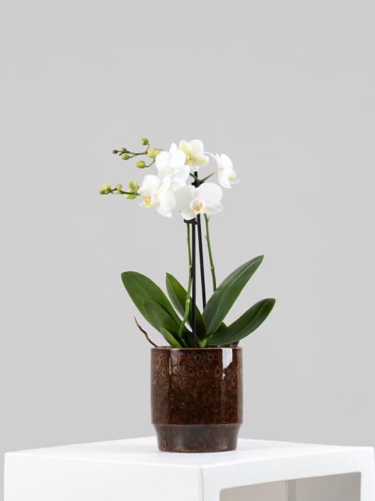 Orquídea Kolibri Dark Brown con maceta