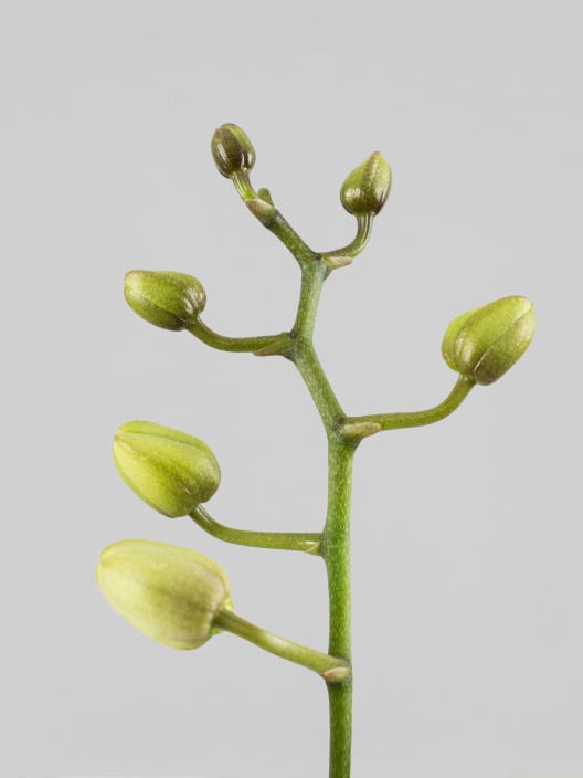 Orquídea Kolibri Dark Brown con maceta